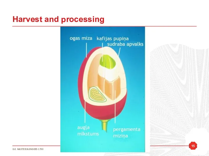 Harvest and processing