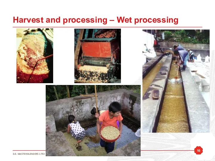 Harvest and processing – Wet processing