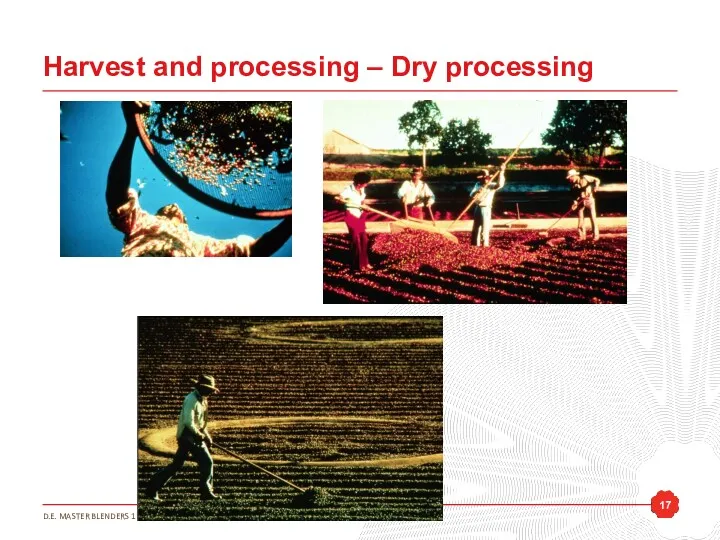 Harvest and processing – Dry processing