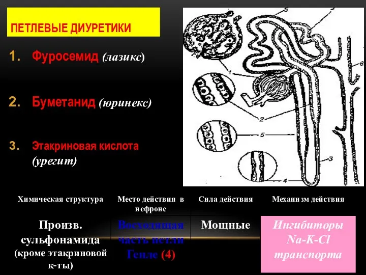 ПЕТЛЕВЫЕ ДИУРЕТИКИ Фуросемид (лазикс) Буметанид (юринекс) Этакриновая кислота (урегит)