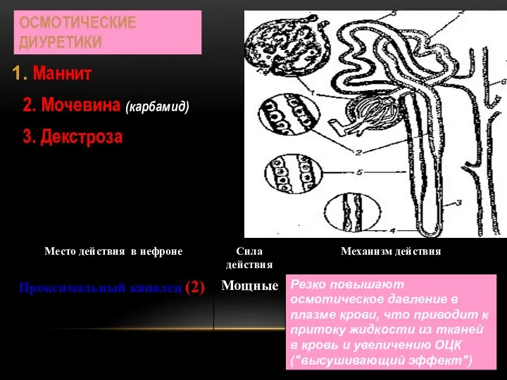 ОСМОТИЧЕСКИЕ ДИУРЕТИКИ Маннит 2. Мочевина (карбамид) 3. Декстроза