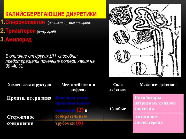 КАЛИЙСБЕРЕГАЮЩИЕ ДИУРЕТИКИ Спиронолактон (альдактон, верошпирон). Триамтерен (птерофен) Амилорид В отличие