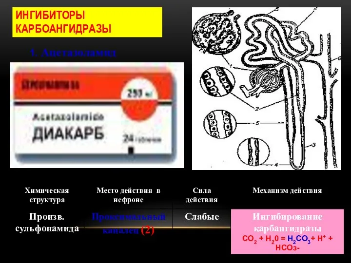 ИНГИБИТОРЫ КАРБОАНГИДРАЗЫ 1. Ацетазоламид