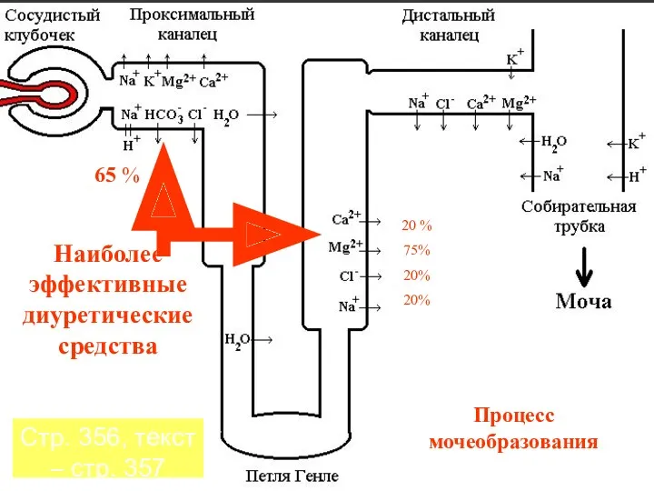 Процесс мочеобразования Наиболее эффективные диуретические средства 20 % 75% 20%