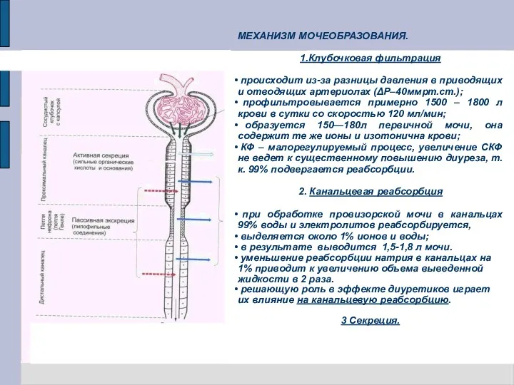 МЕХАНИЗМ МОЧЕОБРАЗОВАНИЯ. 1.Клубочковая фильтрация происходит из-за разницы давления в приводящих