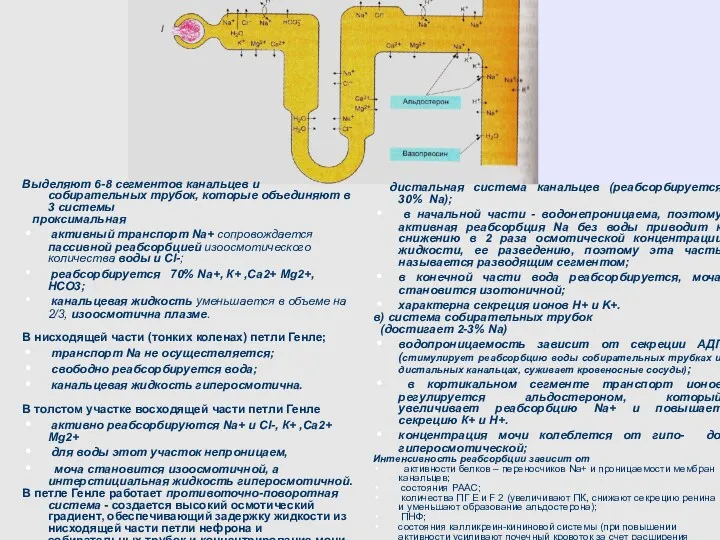 Выделяют 6-8 сегментов канальцев и собирательных трубок, которые объединяют в