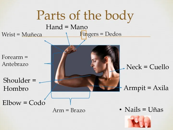 Parts of the body Arm = Brazo Fingers = Dedos