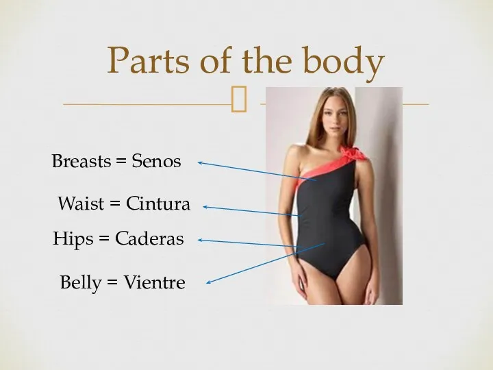 Parts of the body Hips = Caderas Waist = Cintura Belly = Vientre Breasts = Senos