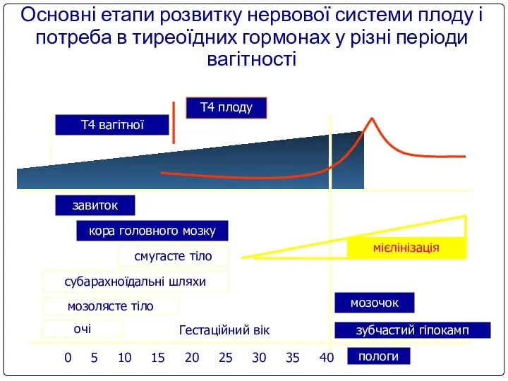 Основні етапи розвитку нервової системи плоду і потреба в тиреоїдних