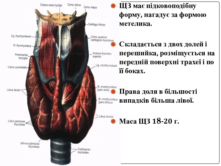 ЩЗ має підковоподібну форму, нагадує за формою метелика. Складається з