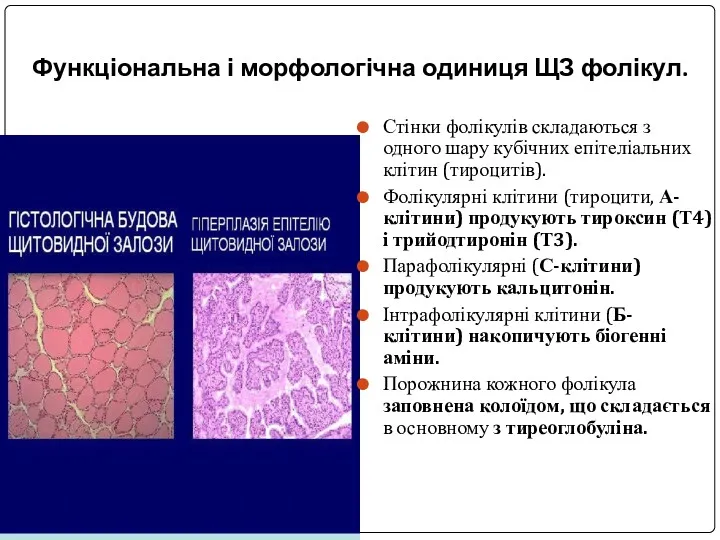 Функціональна і морфологічна одиниця ЩЗ фолікул. Стінки фолікулів складаються з