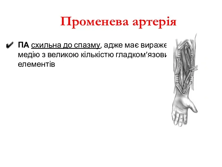 Променева артерія ПА схильна до спазму, адже має виражену медію з великою кількістю гладком’язових елементів