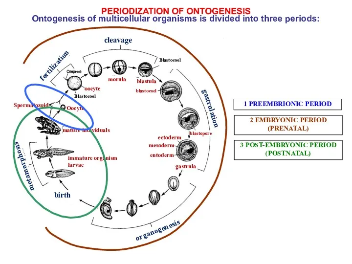 1 PREEMBRIONIC PERIOD 3 POST-EMBRYONIC PERIOD (POSTNATAL) PERIODIZATION OF ONTOGENESIS