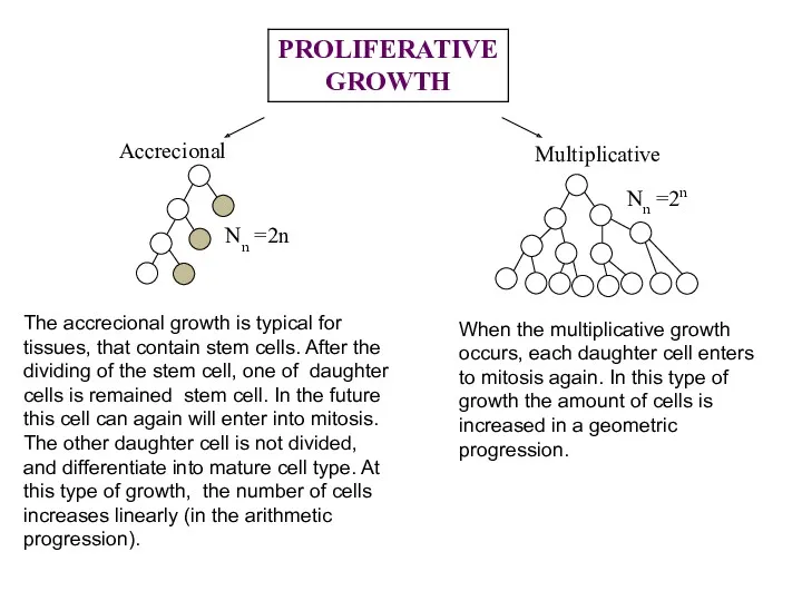 The accrecional growth is typical for tissues, that contain stem