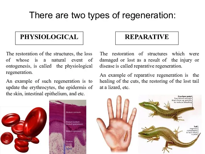 There are two types of regeneration: PHYSIOLOGICAL REPARATIVE The restoration