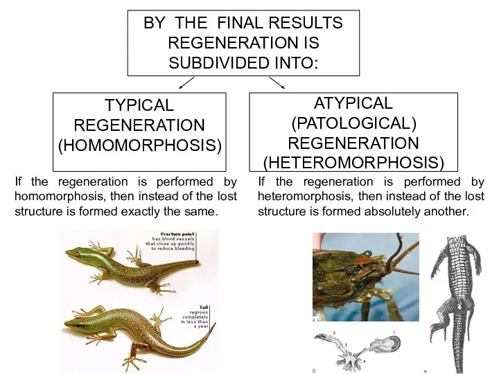 ATYPICAL (PATOLOGICAL) REGENERATION (HETEROMORPHOSIS) TYPICAL REGENERATION (HOMOMORPHOSIS) BY THE FINAL