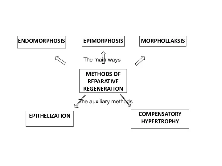 METHODS OF REPARATIVE REGENERATION EPIMORPHOSIS MORPHOLLAKSIS ENDOMORPHOSIS EPITHELIZATION COMPENSATORY HYPERTROPHY The main ways The auxiliary methods