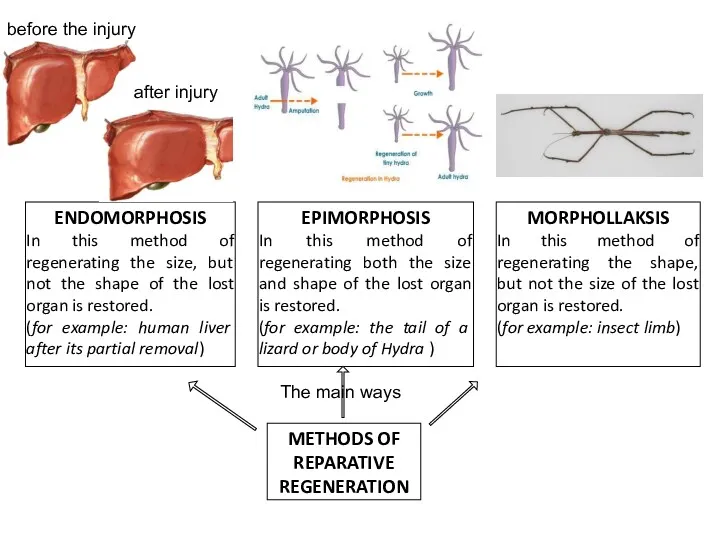 METHODS OF REPARATIVE REGENERATION EPIMORPHOSIS In this method of regenerating