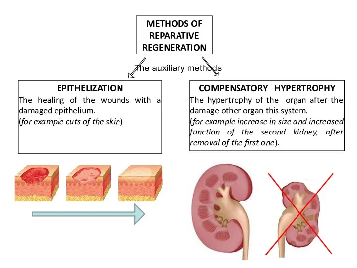 METHODS OF REPARATIVE REGENERATION EPITHELIZATION The healing of the wounds