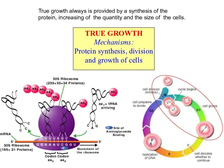 TRUE GROWTH Mechanisms: Protein synthesis, division and growth of cells