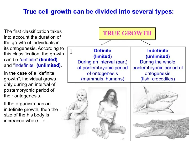 TRUE GROWTH True cell growth can be divided into several
