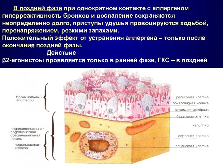 В поздней фазе при однократном контакте с аллергеном гиперреактивность бронхов
