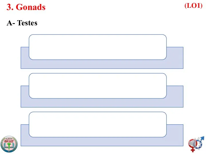 3. Gonads A- Testes (LO1)