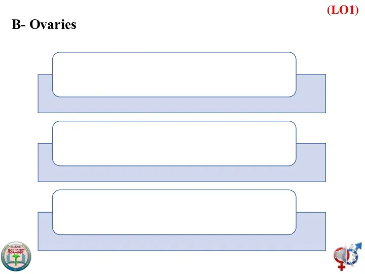 B- Ovaries (LO1)