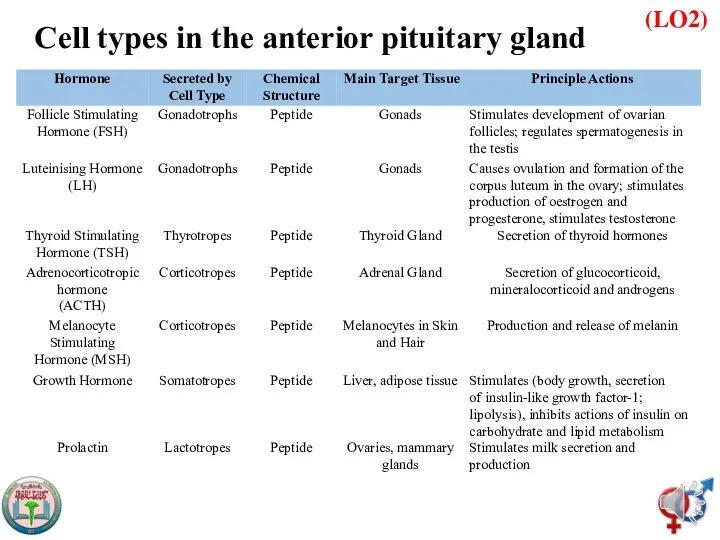 (LO2) Cell types in the anterior pituitary gland