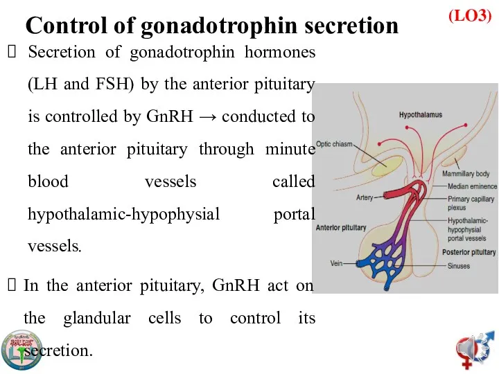 (LO3) Control of gonadotrophin secretion Secretion of gonadotrophin hormones (LH