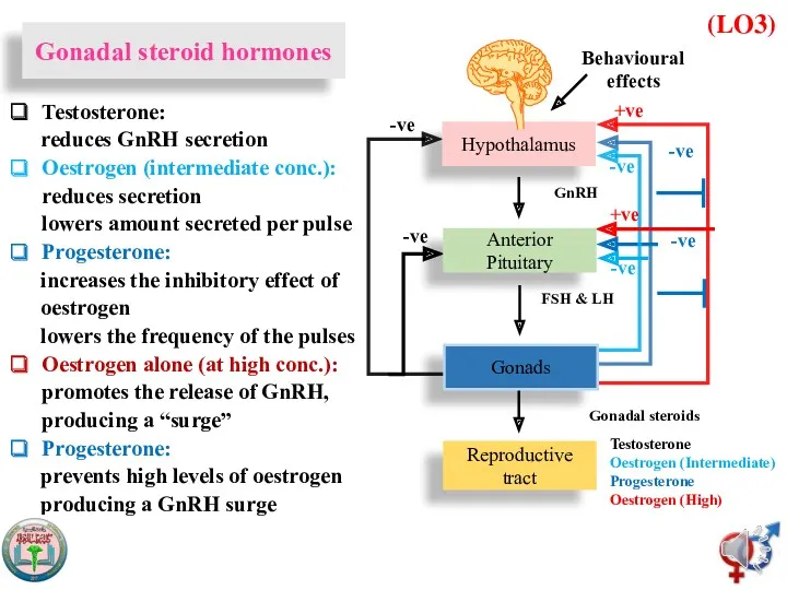 (LO3) Hypothalamus Anterior Pituitary Reproductive tract Behavioural effects Gonads FSH