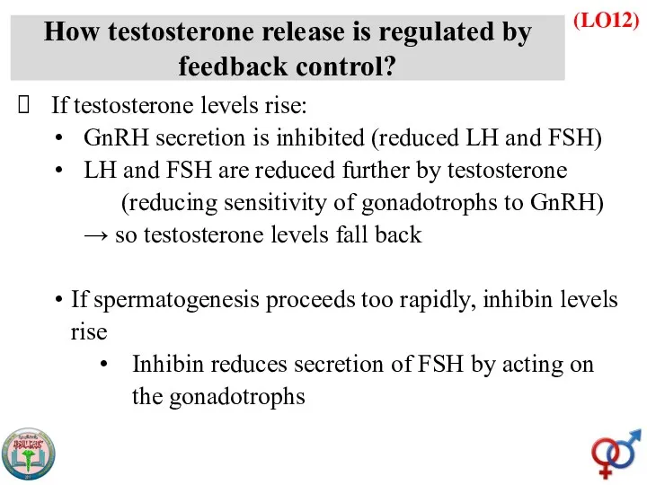 (LO12) How testosterone release is regulated by feedback control? If