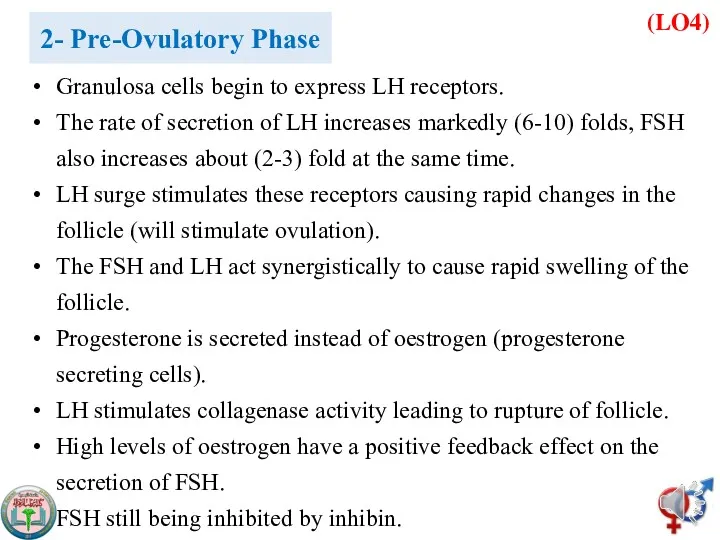 (LO4) 2- Pre-Ovulatory Phase Granulosa cells begin to express LH