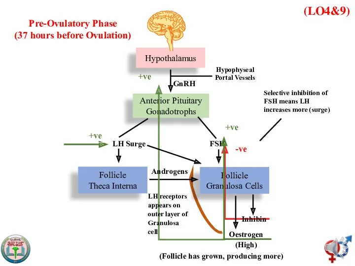 (LO4&9) Hypothalamus Anterior Pituitary Gonadotrophs Follicle Theca Interna Pre-Ovulatory Phase