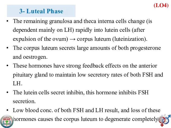 (LO4) 3- Luteal Phase The remaining granulosa and theca interna