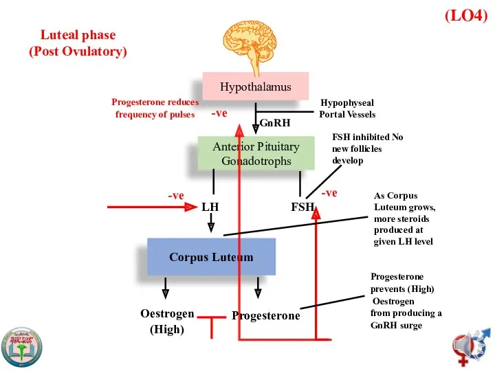 (LO4) Hypothalamus Anterior Pituitary Gonadotrophs Corpus Luteum Luteal phase (Post