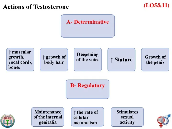 (LO5&11) Actions of Testosterone