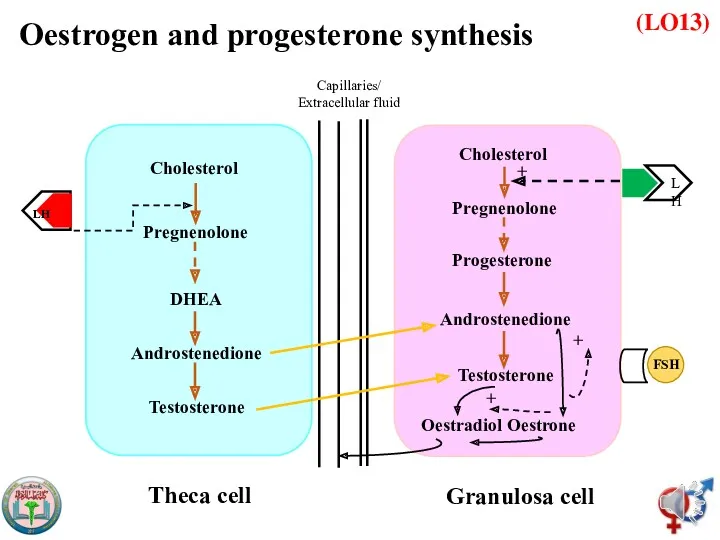 (LO13) Cholesterol Pregnenolone DHEA Androstenedione Testosterone Theca cell Cholesterol Pregnenolone