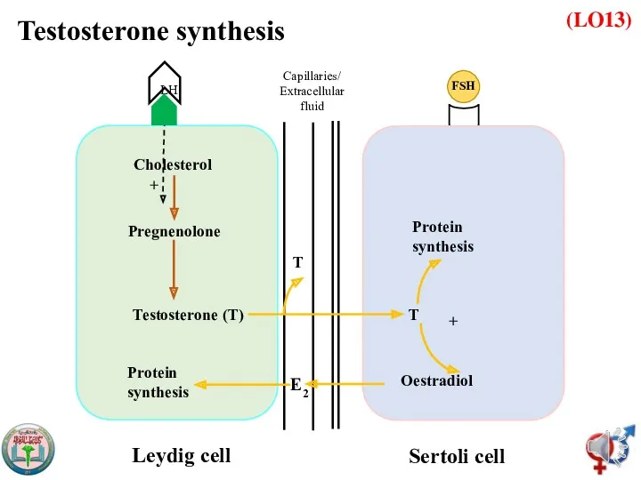 (LO13) Cholesterol Pregnenolone Testosterone (T) Leydig cell Sertoli cell LH