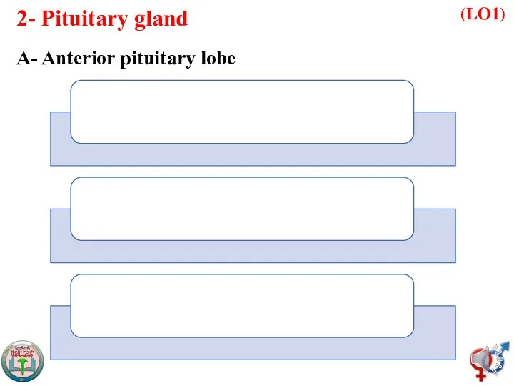 2- Pituitary gland A- Anterior pituitary lobe (LO1)