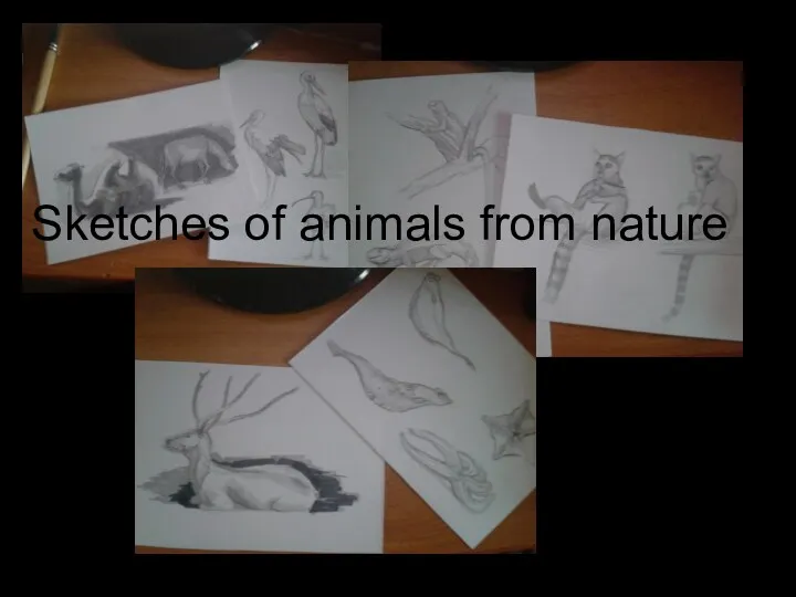 Sketches of animals from nature