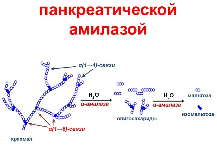 Гидролиз крахмала панкреатической амилазой Н2О Н2О