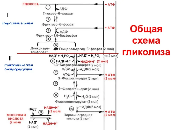 Общая схема гликолиза I II подготовительная гликолитическая оксидоредукция
