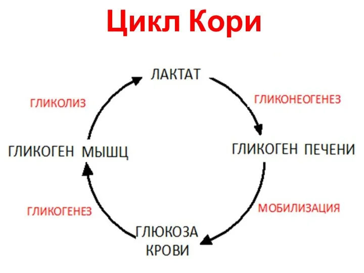 Цикл Кори