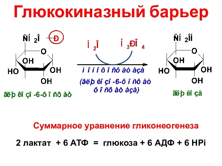 Глюкокиназный барьер Суммарное уравнение гликонеогенеза 2 лактат + 6 АТФ = глюкоза +