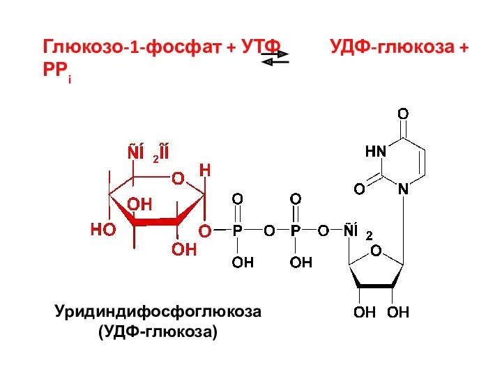 Глюкозо-1-фосфат + УТФ УДФ-глюкоза + РРi Уридиндифосфоглюкоза (УДФ-глюкоза)