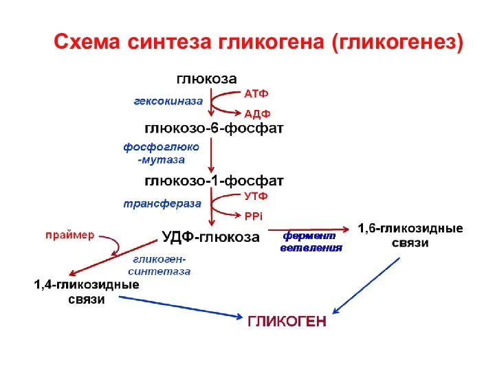 Схема синтеза гликогена (гликогенез)