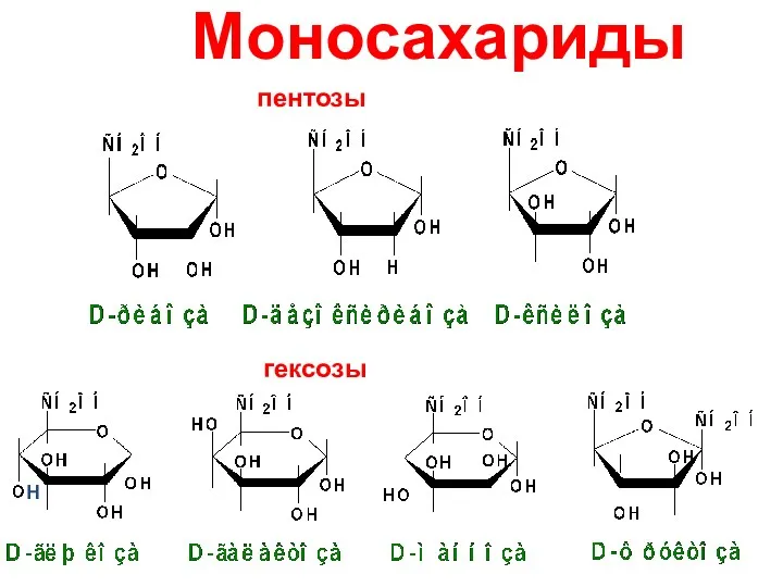 Моносахариды пентозы гексозы Н