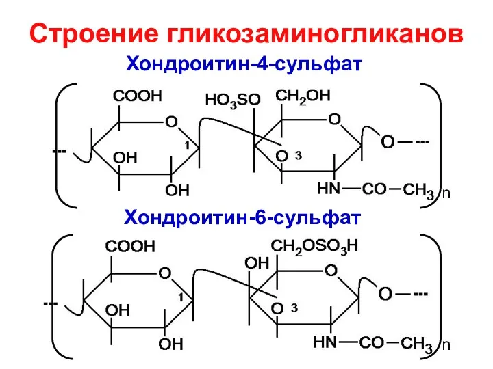 Хондроитин-4-сульфат n n Хондроитин-6-сульфат Строение гликозаминогликанов