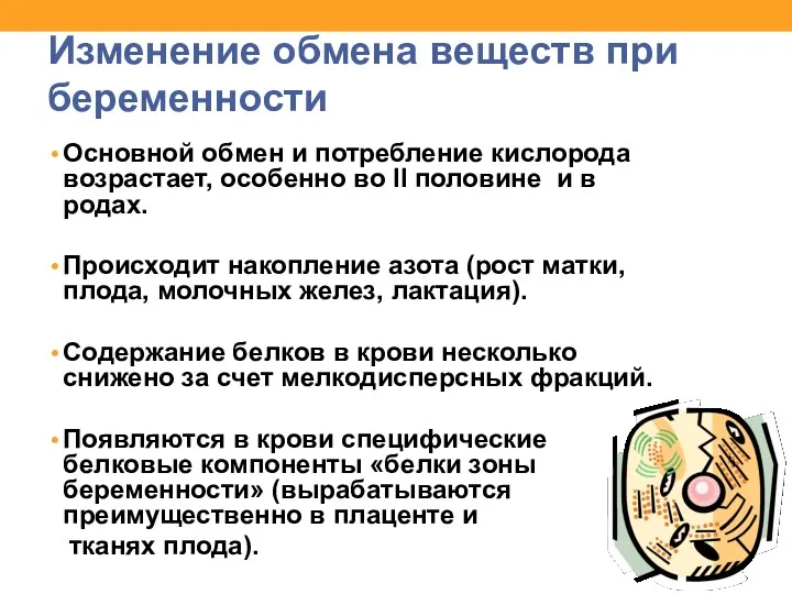 Изменение обмена веществ при беременности Основной обмен и потребление кислорода